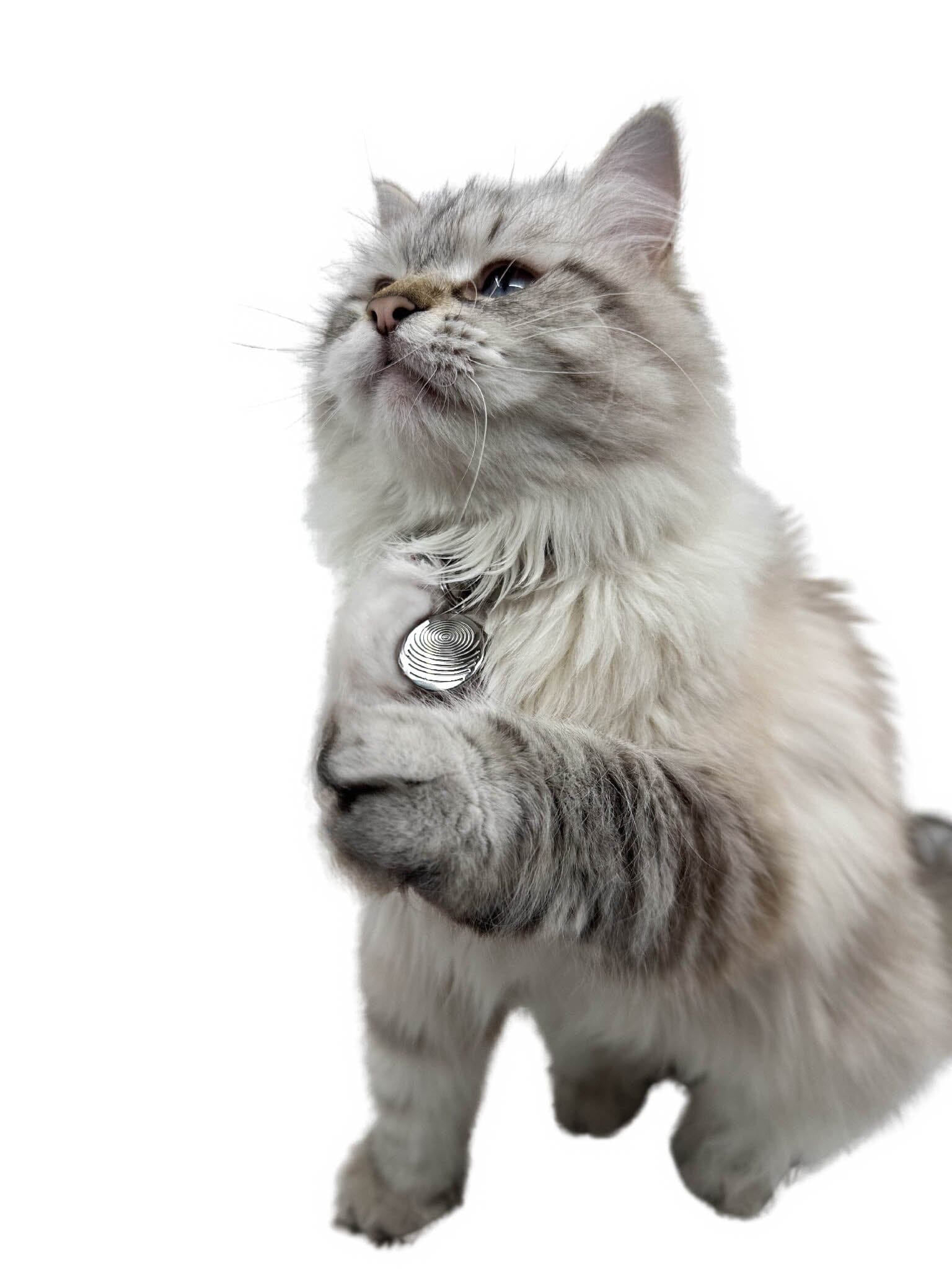 Pet EMF Defense Pendant - DG Your Emf Shield 