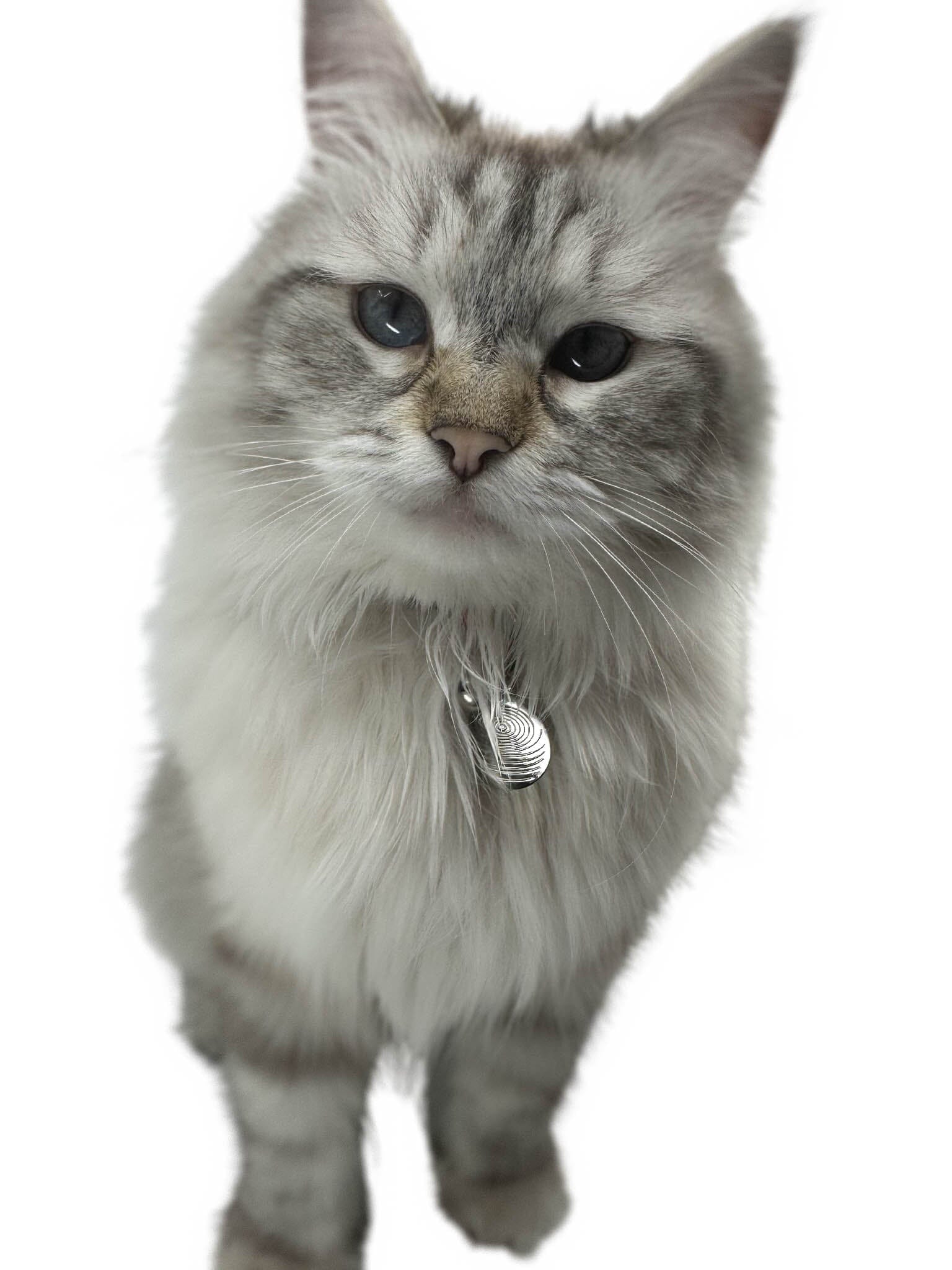 Pet EMF Defense Pendant - DG Your Emf Shield 
